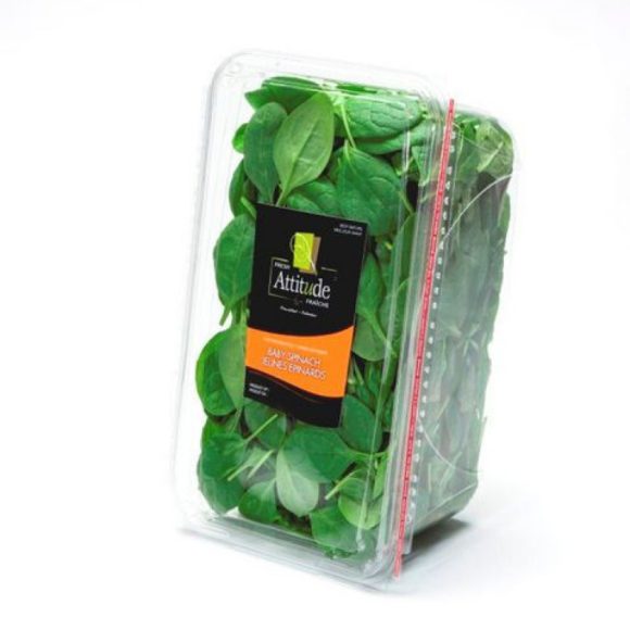 Lettuce - Image 4